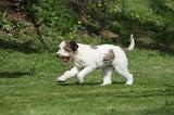 LAGOTTO 026